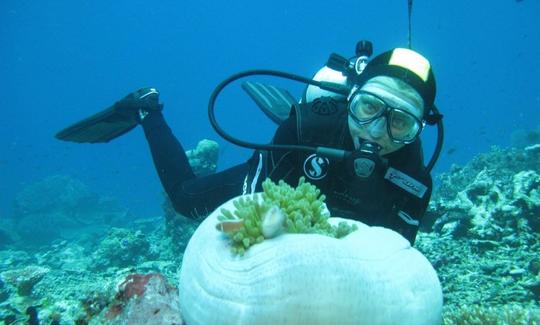 Desfrute de viagens de mergulho em Komodo, Nusa Tenggara Timur