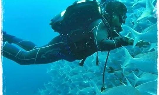 Disfruta de los cursos de buceo en Durban North, KwaZulu-Natal