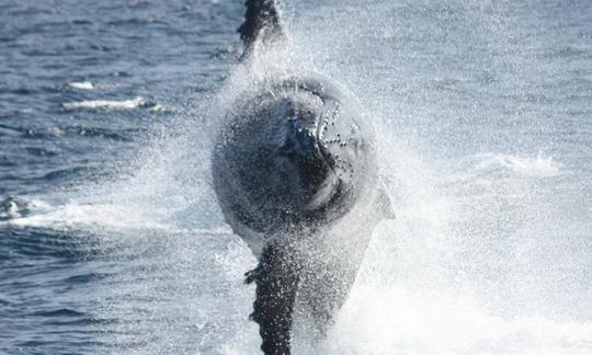 Disfrute de la observación de delfines en Richards Bay, Sudáfrica