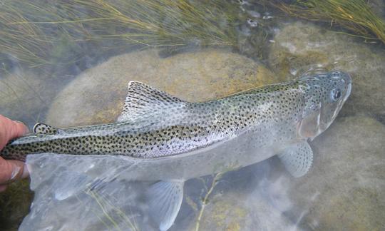 Drift Boat Bow River Fly Fishing - Guided Tour