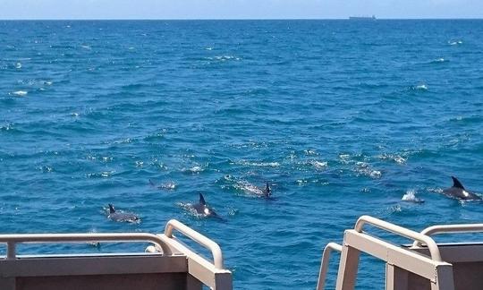 Disfrute de la observación de delfines en Richards Bay, Sudáfrica