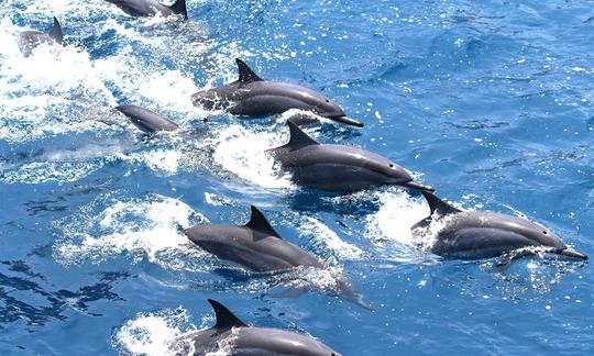 Excursion palpitante avec les dauphins dans la ville de Hualien, à Taïwan