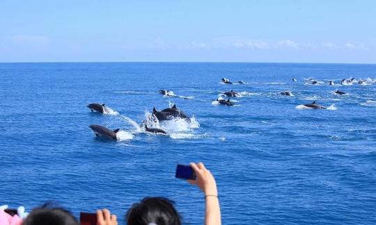 Excursion palpitante avec les dauphins dans la ville de Hualien, à Taïwan