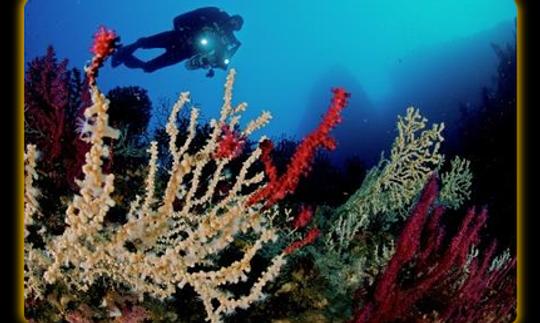 Voyages et cours de plongée à Ischia, en Campanie