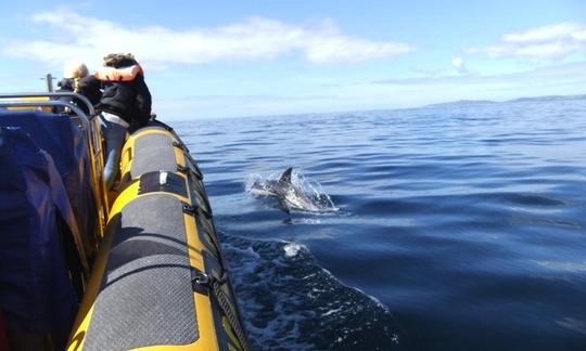 Aluguer de barcos Dolphin Encountour em Moçambique, Ponta do Ouro