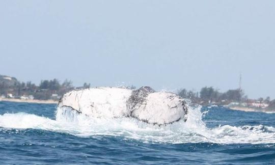 Aluguer de barcos Dolphin Encountour em Moçambique, Ponta do Ouro