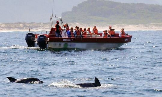 Observação de baleias e golfinhos em barcos 'Damara' na Baía de Plettenberg, Cabo Ocidental, África do Sul