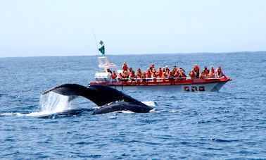 Observação de baleias e golfinhos em barcos 'Damara' na Baía de Plettenberg, Cabo Ocidental, África do Sul