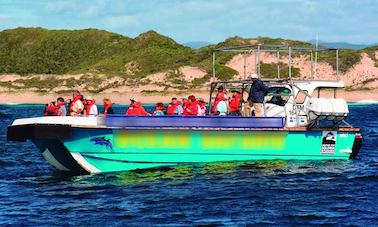 Passeios de barco para observação de baleias e golfinhos em Plettenberg Bay