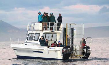 Great White Shark Diving & Viewing Tours In Cape Town