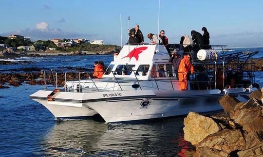 Passeios pelo Great White Shark