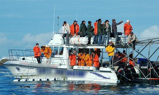 Passeios pelo Great White Shark