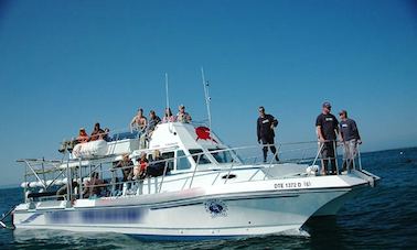 Great White Shark Tours