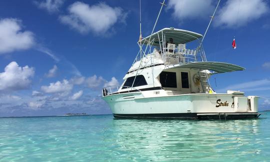 Mergulho com snorkel e. Aventura de tartaruga no iate Bertram Motor de 43 pés em Nassau, Bahamas