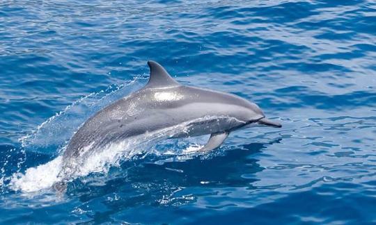 Enjoy Dolphin Watching in Denpasar Selatan, Bali