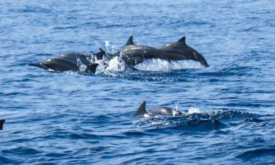 Enjoy Dolphin Watching in Denpasar Selatan, Bali