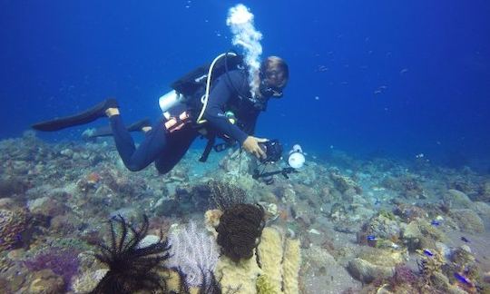 Enjoy Diving Trips in Nusa Tenggara Timur, Indonesia