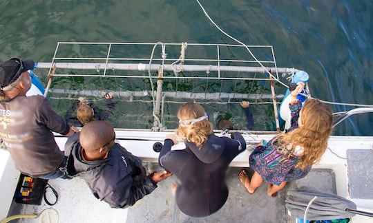 Excursiones electrizantes para bucear con tiburones en Ciudad del Cabo, Sudáfrica