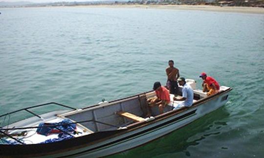 Tour de observación de ballenas y observación de aves pelágicas en Órganos, Perú