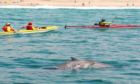 Alquiler de kayaks en Plettenberg Bay