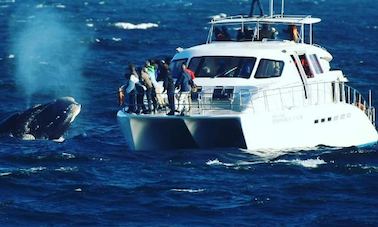 Boat Based Whale Watching in Hermanus, Western Cape, South Africa (70 Seater Motorised Catamaran)