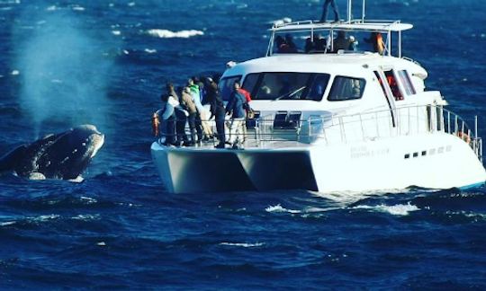 Observação de baleias em barco em Hermanus, Cabo Ocidental, África do Sul (catamarã motorizado de 70 lugares)