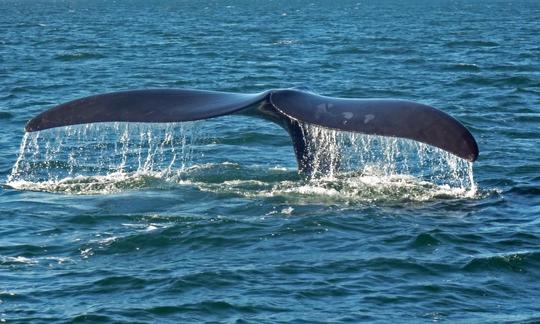 Excursão espetacular de observação de baleias em barco por 2 horas em Western Cape, África do Sul