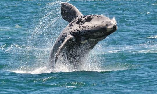 Excursão espetacular de observação de baleias em barco por 2 horas em Western Cape, África do Sul