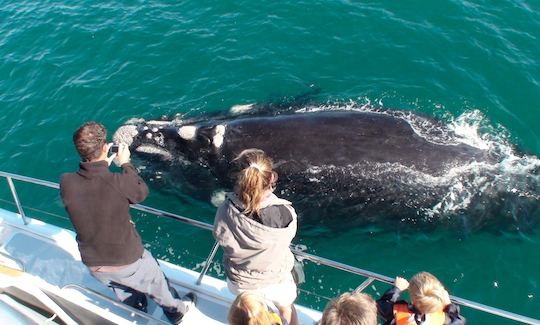 Observação de baleias em barco em Hermanus, Cabo Ocidental, África do Sul (catamarã motorizado de 70 lugares)