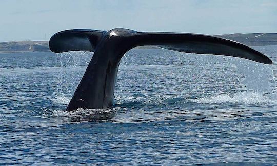 Observação de baleias em barco em Hermanus, Cabo Ocidental, África do Sul (catamarã motorizado de 70 lugares)