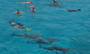 Tour con delfines para hasta 30 personas en la gobernación del Mar Rojo, Egipto