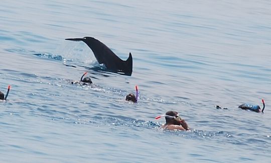 Dolphin Tour for up to 30 person in Red Sea Governorate, Egypt