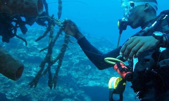 Profitez de la plongée à Montego Bay, en Jamaïque