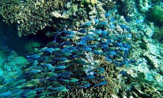 Snorkeling Roatan