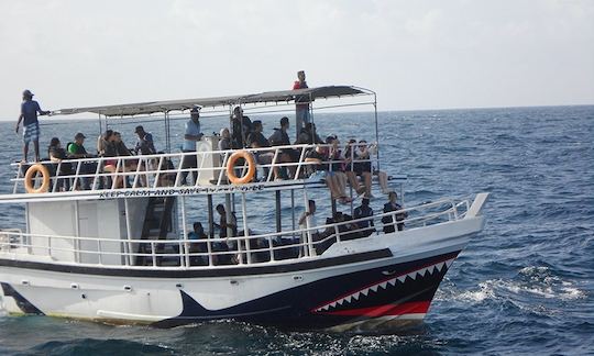 Whale Watching Boat