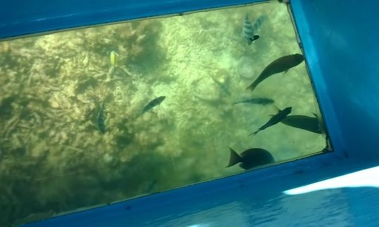 Charter a Glass Bottom Boat in Blue Bay, Mauritius