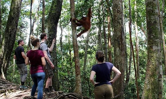 Wildlife Tour in Bukit lawang (1 Day Jungle Trekking With Rafting Back).