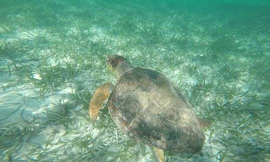 Snorkeling Excursion in Belize City on our Tours!