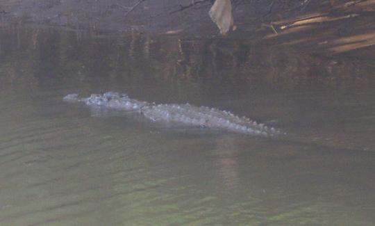 Indian Muggar Crocodile spotted during the tour