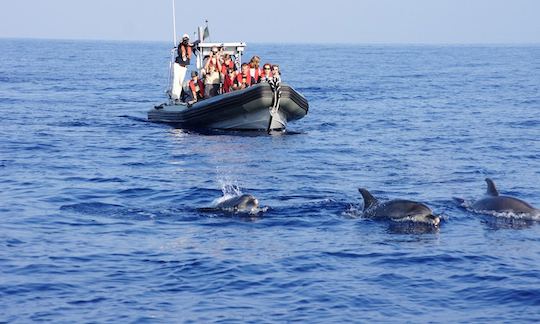 "Stenella" whale watching trip