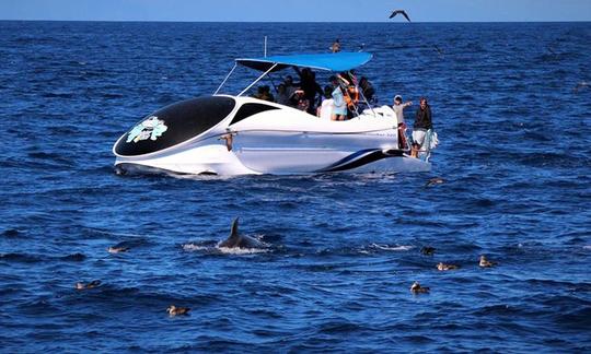 Excursion en bateau à fond de verre à Angra do Heroísmo, Portugal