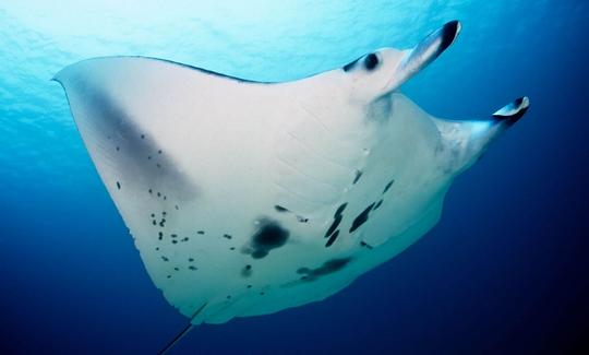 Viajes de buceo en Bora Bora, Polinesia Francesa