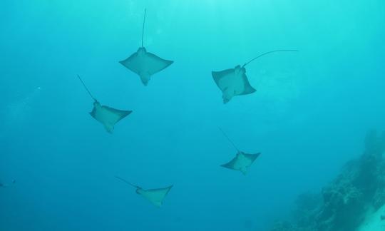 Viajes de buceo en Bora Bora, Polinesia Francesa