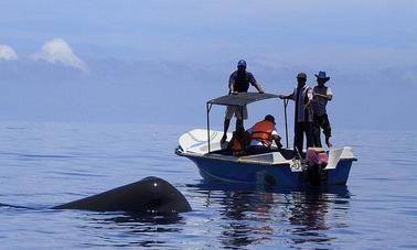 Barco particular - Observação de golfinhos e baleias em Ilanthadiya, Sri Lanka