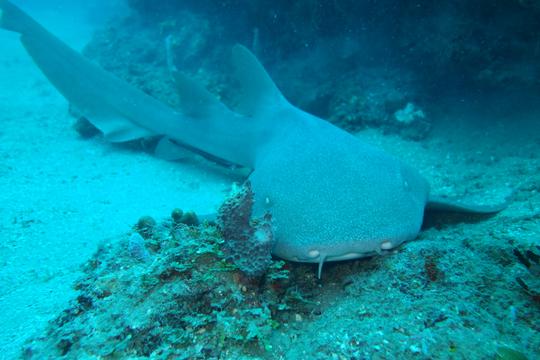 Découvrez la plongée sous-marine à Carthagène des Indes, Bolívar