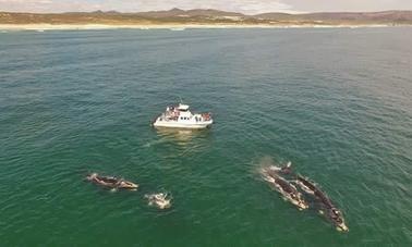 See Southern Right Whales in Hermanus, Gansbaai