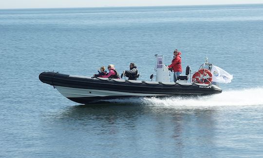 Lancha RIB para alugar com capitão em Gdynia | 3city | Polônia