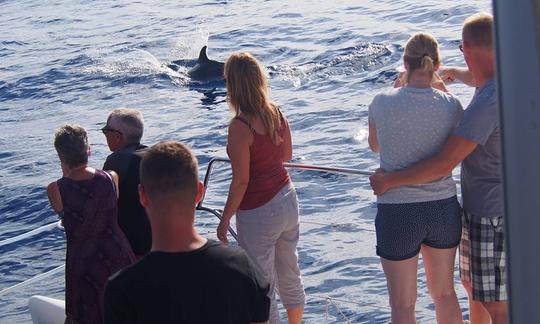 Observação de golfinhos e baleias em um catamarã à vela do Funchal, Madeira