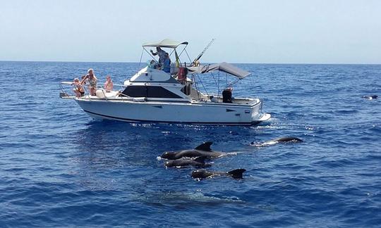 Motor Yacht rental in Guía de Isora, Tenerife