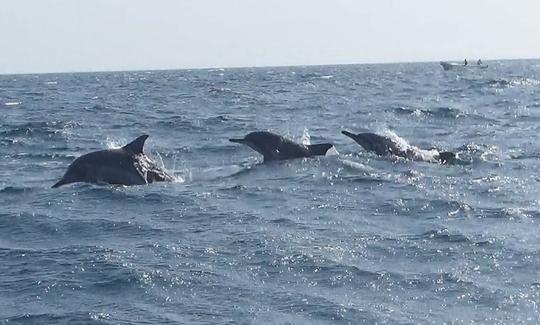 dolphin watching tour kalpitiya.